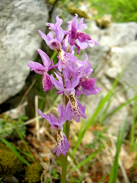 Orchis colemanii - variazioni cromatiche